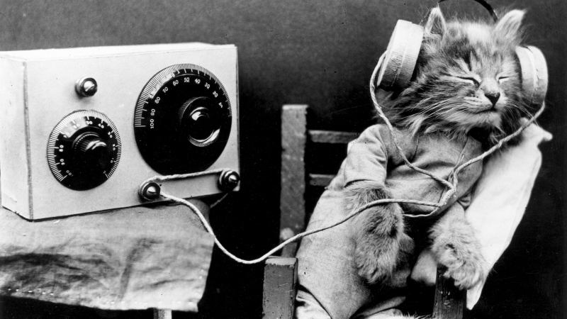 Illustration for article titled 19 Adorable Animals Using Technology Adorably